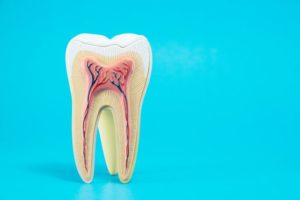 anatomy of a tooth against a light blue background 